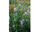 Physostegia virginiana Rosea (Rose Queen)