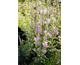 Physostegia virginiana Variegata