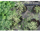 Pimpinella anisum 