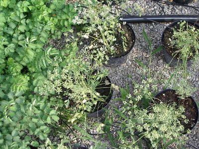 Pimpinella anisum