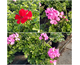 Pelargonium interspecifico serie 'Pintado'