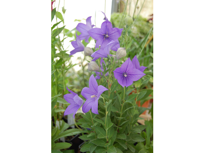 Platycodon grandiflorus