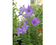 Platycodon grandiflorus Early Sentimental Blue