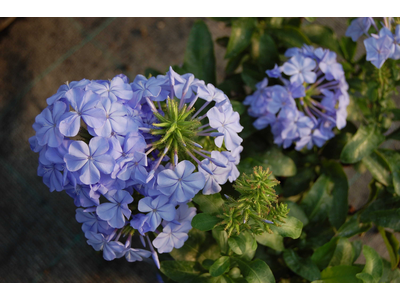 Plumbago capensis