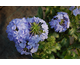 Plumbago capensis