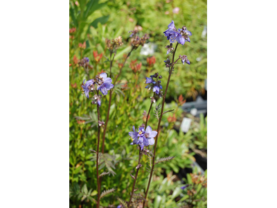 Polemonium