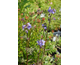 Polemonium Bressingham Purple ®