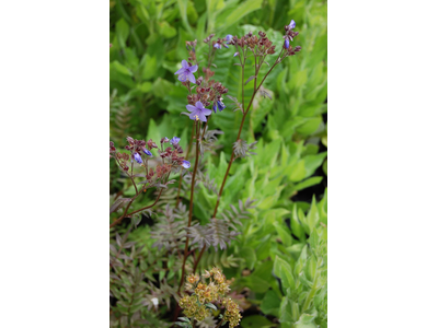 Polemonium yezoense