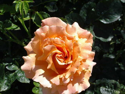Rosa