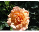 Rosa Polka