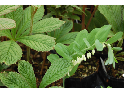 Polygonatum humile