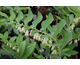 Polygonatum multiflorum