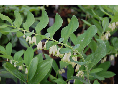 Polygonatum multiflorum