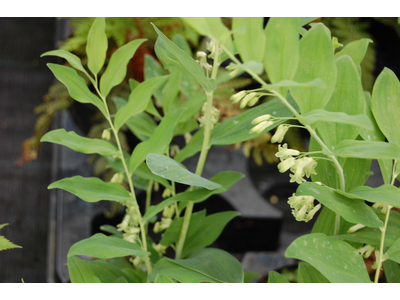 Polygonatum odoratum