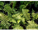 Polystichum polyblepharum 