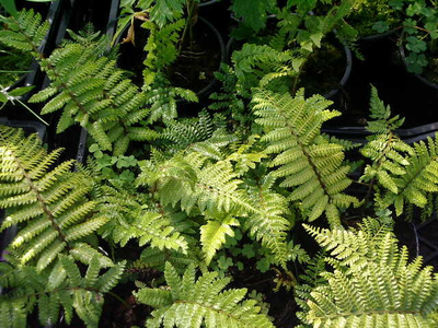 Polystichum polyblepharum