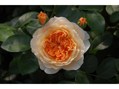Rosa