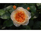 Rosa Port Sunlight