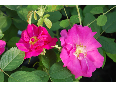 Rosa