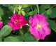 Rosa Portland