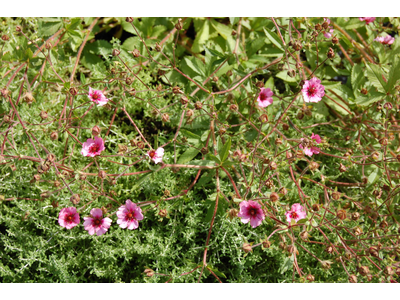 Potentilla nepalensis