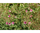 Potentilla nepalensis Helen Jane