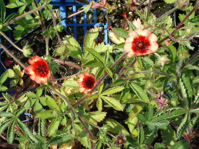 Potentilla nepalensis