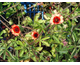 Potentilla nepalensis Miss Willmott