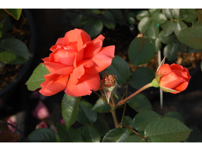 Rosa