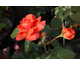 Rosa Precious Love