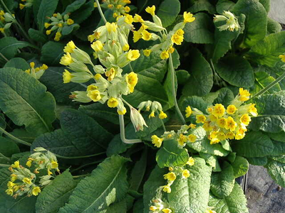 Primula veris (P.officinalis)