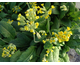 Primula veris (P.officinalis) 