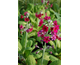 Primula x bullesiana 