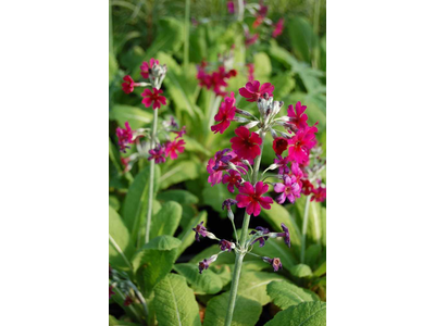 Primula x bullesiana