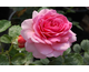 Rosa Princess Alexandra of Kent