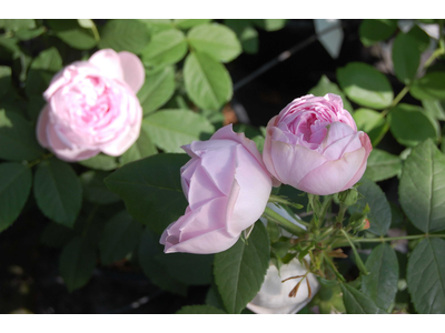 Rosa