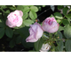 Rosa Princess of Wales