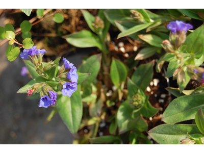 Pulmonaria