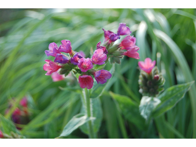 Pulmonaria