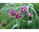 Pulmonaria Raspberry Splash ®