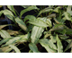 Pulmonaria longifolia Diana Clare