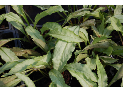 Pulmonaria longifolia