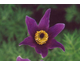 Pulsatilla vulgaris Papageno