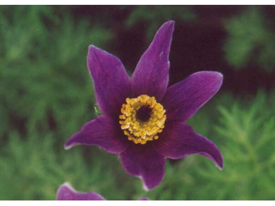 Pulsatilla vulgaris