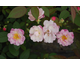 Rosa Queen of the Musks