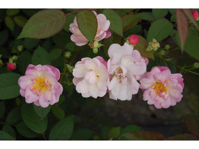 Rosa