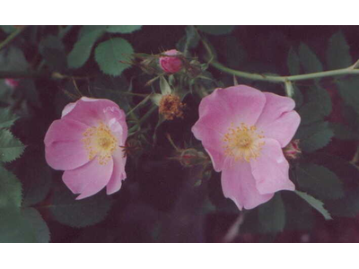 Rosa canina