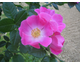 Rosa canina