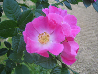 Rosa canina