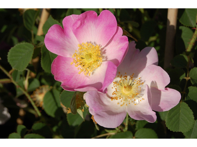 Rosa gallica